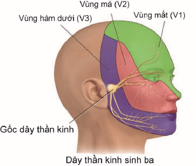 dây thần kinh sọ não số V