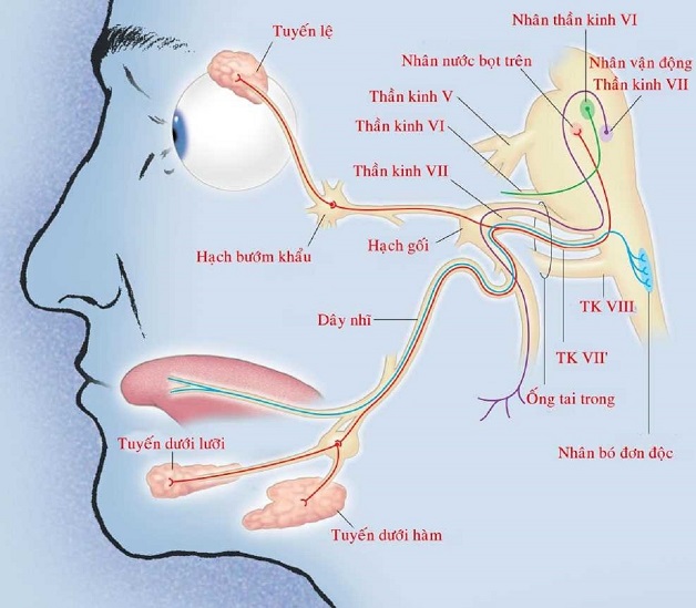 dây thần kinh sọ não