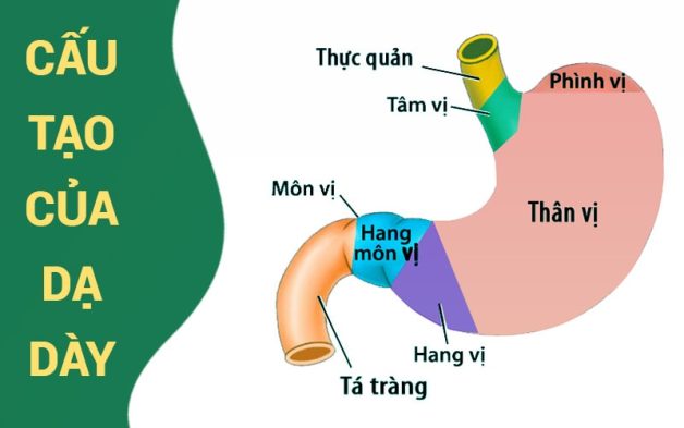 Hang vị là nơi chứa đựng thức ăn khi đi vào dạ dày nên rất dễ vị viêm loét