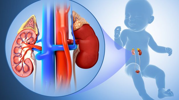 Nhiễm trùng đường tiết niệu có thể dẫn đến suy thận