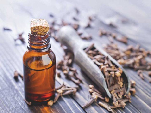 Ngậm bông tẩm dầu đinh hương là 1 trong 4 cách chữa đau răng sâu tại nhà