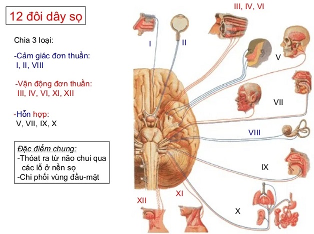 Dây thần kinh sọ não có đặc điểm và chức năng gì?