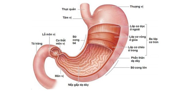 giải phẫu dạ dày