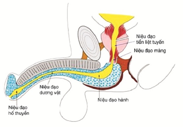 Niệu đạo trước và sau
