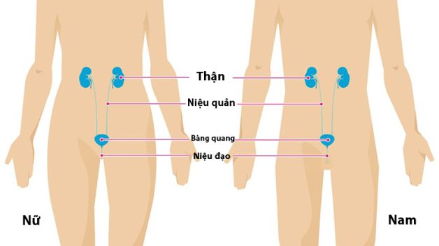 Sỏi bàng quang rơi xuống niệu đạo là gì