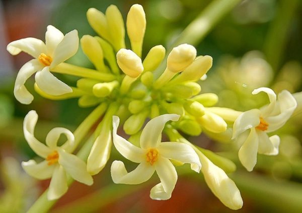 Công dụng hoa đu đủ đực chữa viêm loét dạ dày