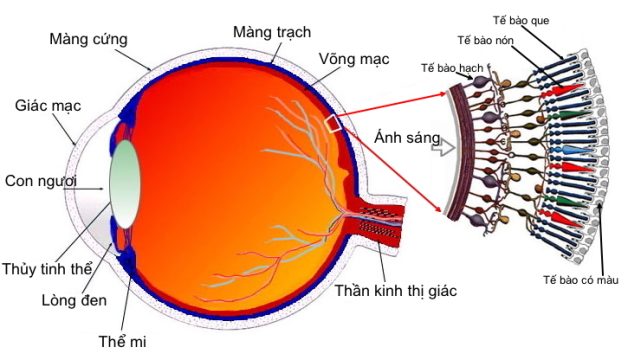 Tế bào que và tế bào nón có nhiệm vụ tiếp nhận ánh sáng và gửi hình ảnh lên não bộ