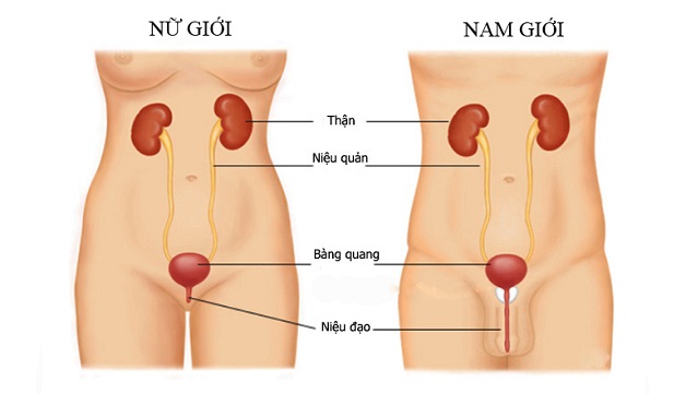 Điều trị sỏi kẹt niệu đạo như thế nào để đạt hiệu quả sạch sỏi triệt để