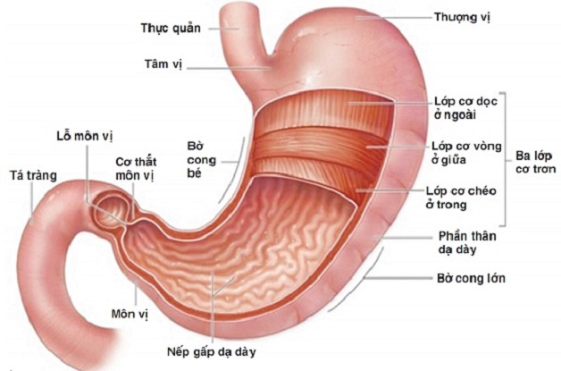 Viêm loét bờ cong nhỏ dạ dày là bệnh lý phổ biến ở hệ tiêu hóa