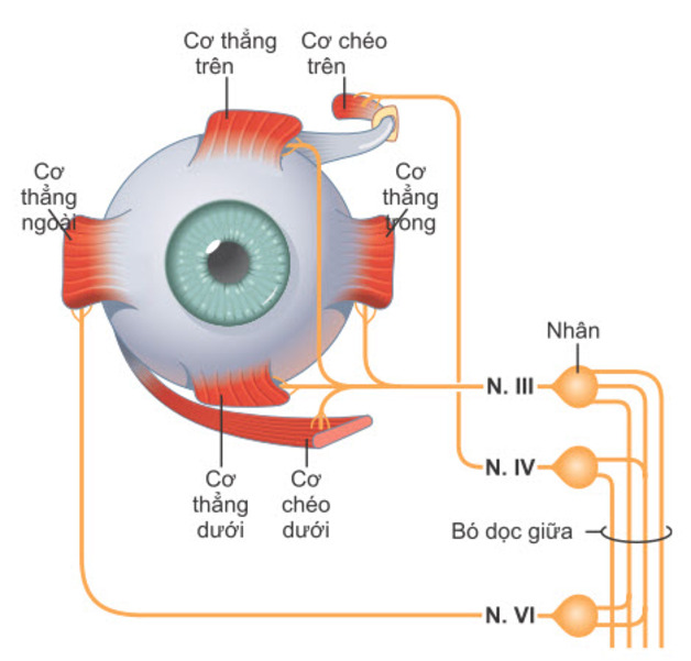 mắt bị lác nhẹ