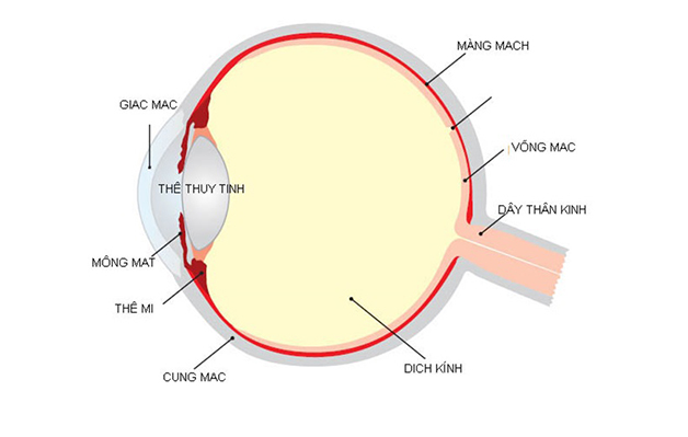 Võng mạc là gì
