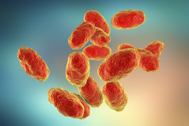 Đau mắt đỏ có thể khởi phát do vi khuẩn Haemophilus influenzae
