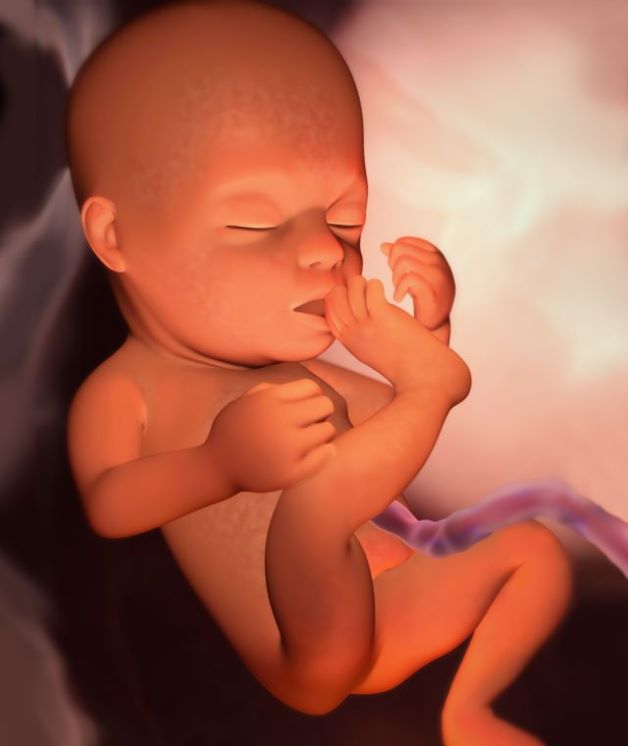 Thai nhi ở tuần 22 đã hoàn thiện về hình thái
