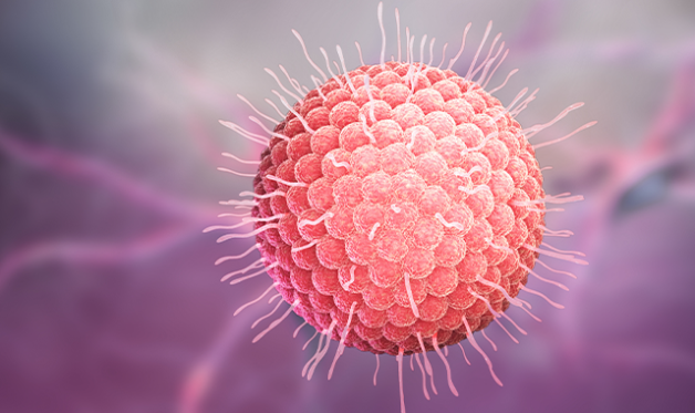Thủy đậu có nguyên nhân khởi phát là sự xâm nhập và phát triển của virus Varicella - Zoster
