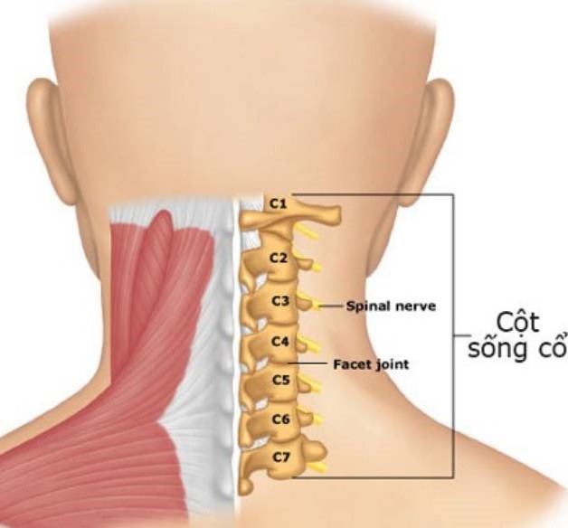 C5, C6 và C7 là 3 đốt có nguy cơ thoái hóa cao nhất 