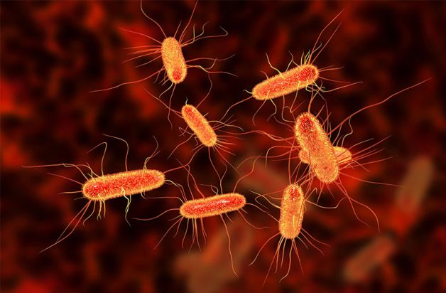 E. coli là vi khuẩn gây tiêu chảy cấp ở trẻ nhỏ phổ biến nhất