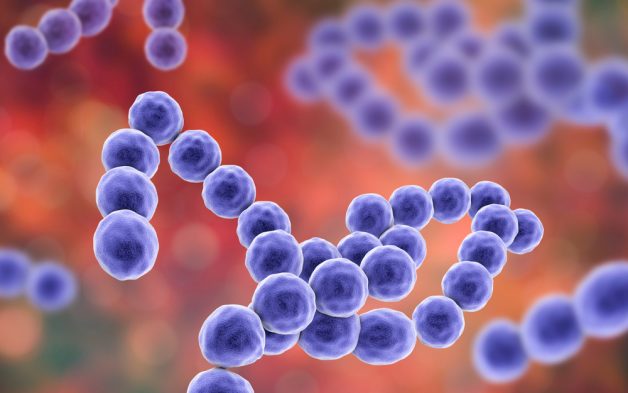 Streptococcal là vi khuẩn gây viêm Amidan phổ biến nhất