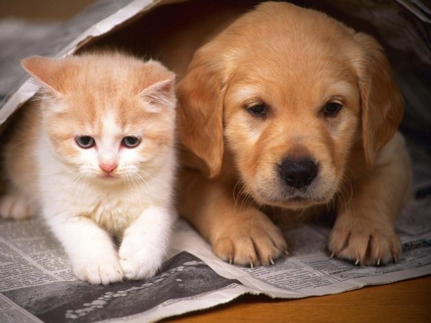 Không nuôi chó mèo để dự phòng các cơn hen phế quản cấp