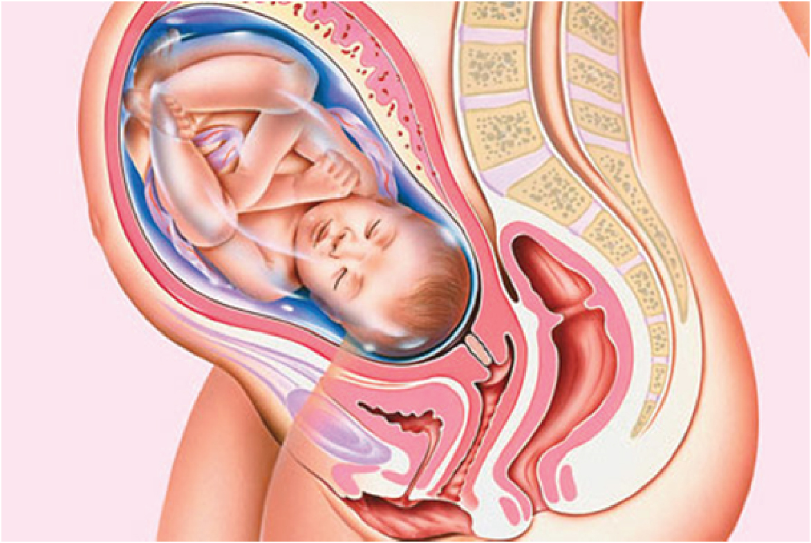 Bước vào tuần thứ 38 của thai kỳ, thai nhi đã có sự phát triển gần như hoàn thiện nhất