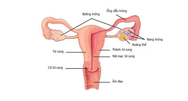 Nang hoàng thể hình thành khi quá trình thụ tinh không xảy ra, thể vàng bị thoái hóa, nồng độ các hormone estrogen và progesterone trên đà suy giảm