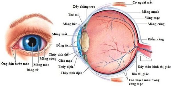 Viêm dây thần kinh thị giác làm ảnh hưởng thị lực của người bệnh