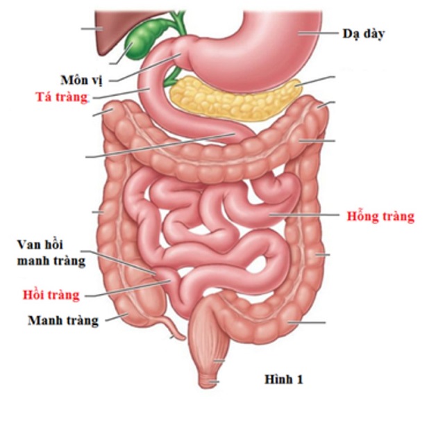 Viêm hồi tràng là bệnh phổ biến ở hệ tiêu hóa