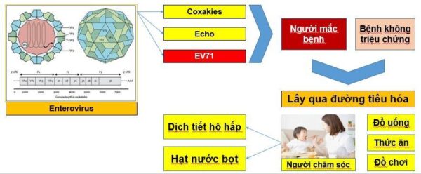Bệnh tay chân miệng là gì và có lây lan không? Chân tay miệng có tốc độ lây lan nhanh, dễ thành dịch và truyền từ người sang người