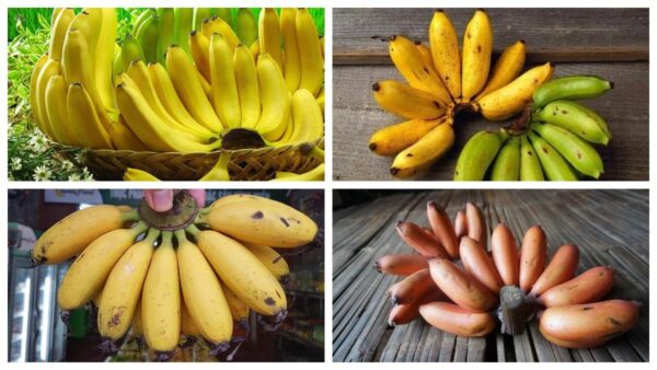 Những lưu ý nhất định phải biết khi ăn chuối