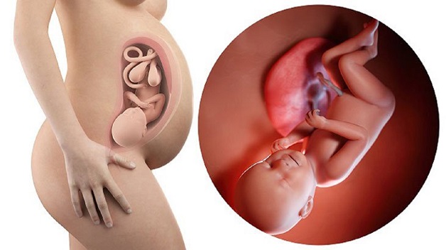 Thai nhi ở tuần thứ 37-40 được coi là đủ tháng và có thể chào đời an toàn.
