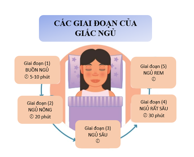 rối loạn giấc ngủ - sinh lý giấc ngủ