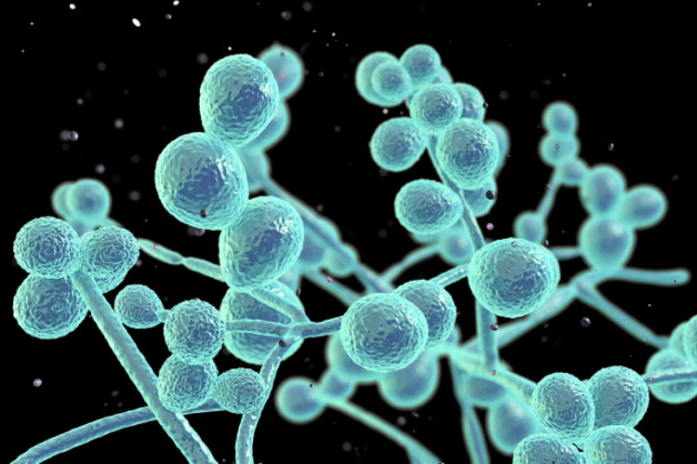 Nấm candida -
