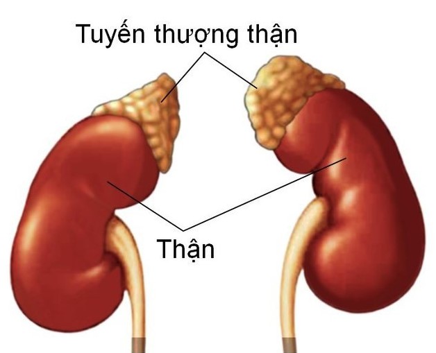 Tuyến thượng thận có dạng hình chóp và nằm sát trên thận