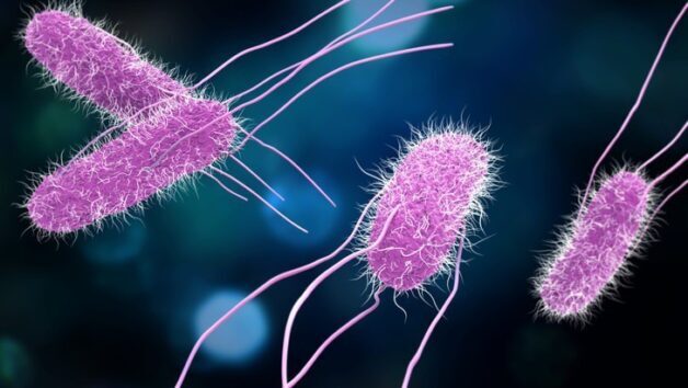 Vi khuẩn gây bệnh lỵ Shigella gây viêm đại tràng ruột già