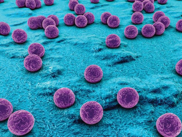 Tụ cầu Staphylococcus aureus là một trong những vi khuẩn gây đau mắt đỏ phổ biến