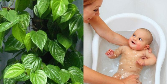 Trẻ bị cảm lạnh có nên tắm lá trầu không?