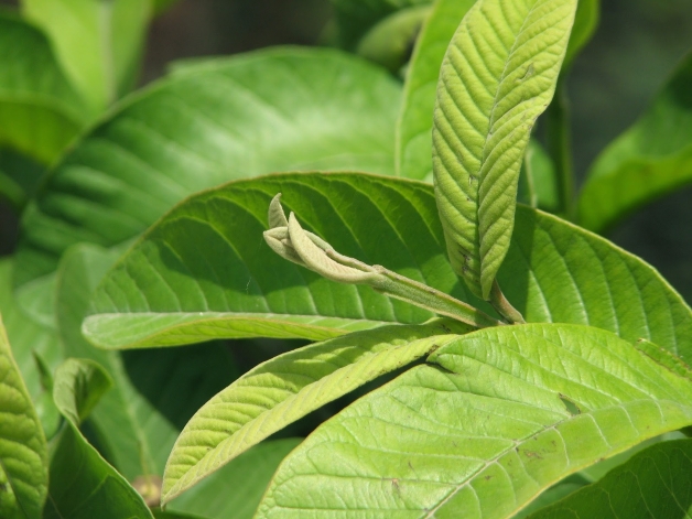 trị tiêu chảy cho bé