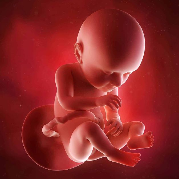 Vi khuẩn HP không bị lây truyền qua thai nhi, hay nói cách khác thai nhi hoàn toàn an toàn nếu mẹ bầu bị nhiễm khuẩn HP