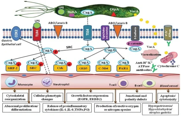 Vi khuẩn HP có khả năng sản xuất một loại độc tố gọi là cytotoxin-associated gene A (CagA)