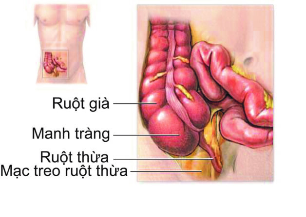 Vị trí ruột thừa trong cấu trúc ống tiêu hóa.
