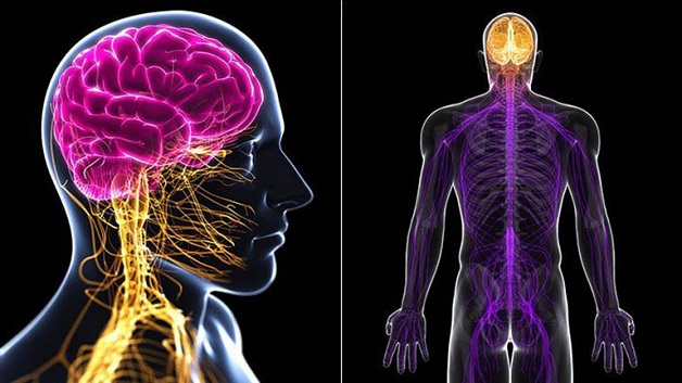 Sinh lý bệnh viêm đa dây thần kinh 
