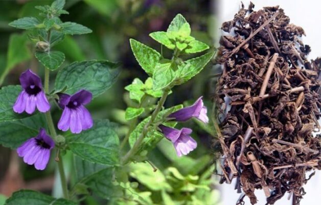 Cách điều trị gan nhiễm mỡ hiệu quả là uống các loại lá như nhân trần, lá sen, ...