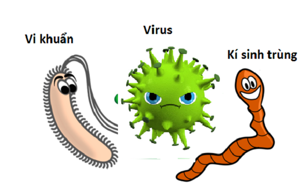 Các loại vi khuẩn là nguyên nhân gây bệnh
