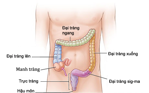 triệu chứng ung thư trực tràng - Tìm hiểu chung về khái niệm bệnh