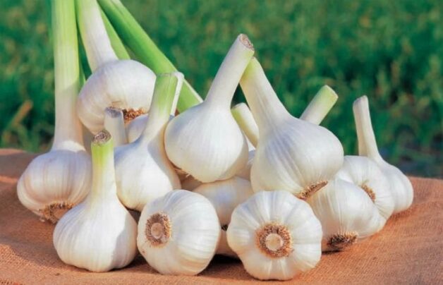 chữa hóc xương cá bằng tỏi