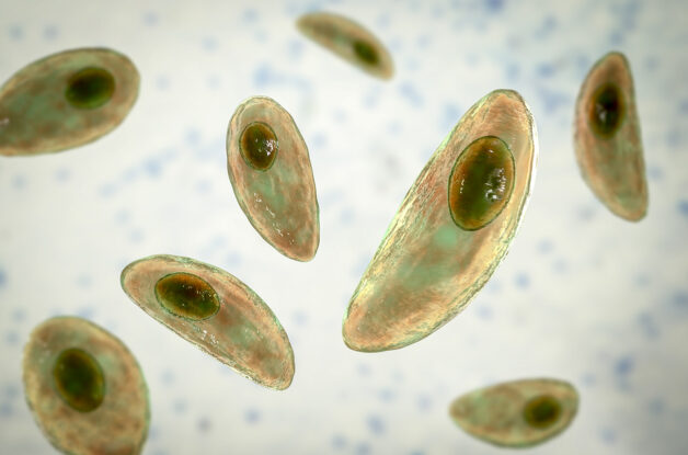 Ký sinh trùng Toxoplasma Gondii gây viêm màng bồ đào