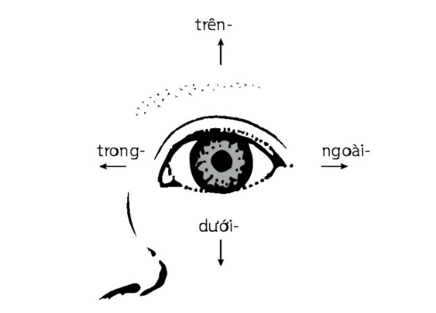 Tật mắt lác ở trẻ là như thế nào?