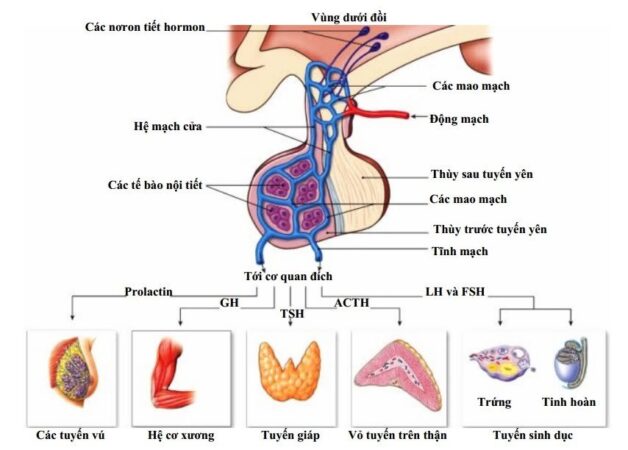 Dấu hiệu suy tuyến yên ảnh hưởng đến nhiều bộ phận trong cơ thể