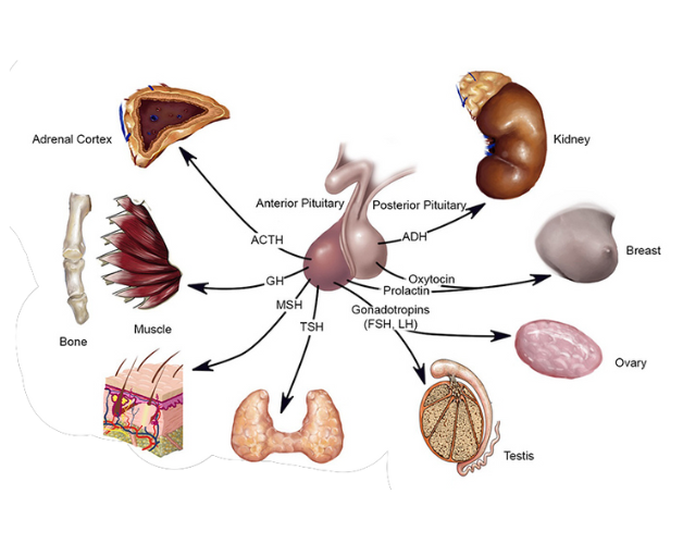 Các cơ quan trong có thể đa số đều có sự góp mặt của tuyến yên