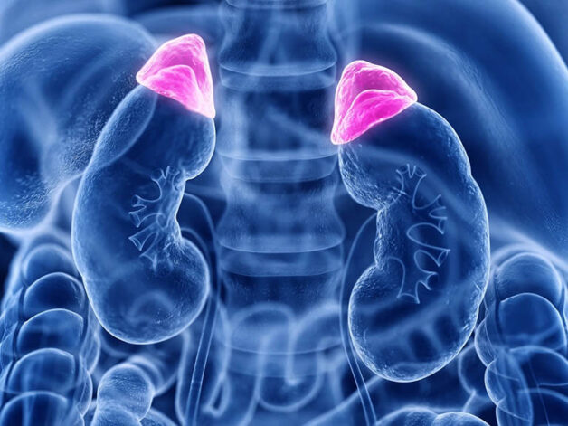 Mỗi hormone tuyến thượng thận có chức năng khác nhau