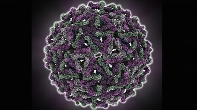 Hình ảnh virus gây bệnh sốt xuất huyết
